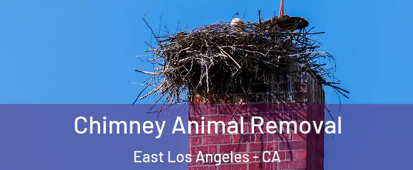 Chimney Animal Removal East Los Angeles - CA